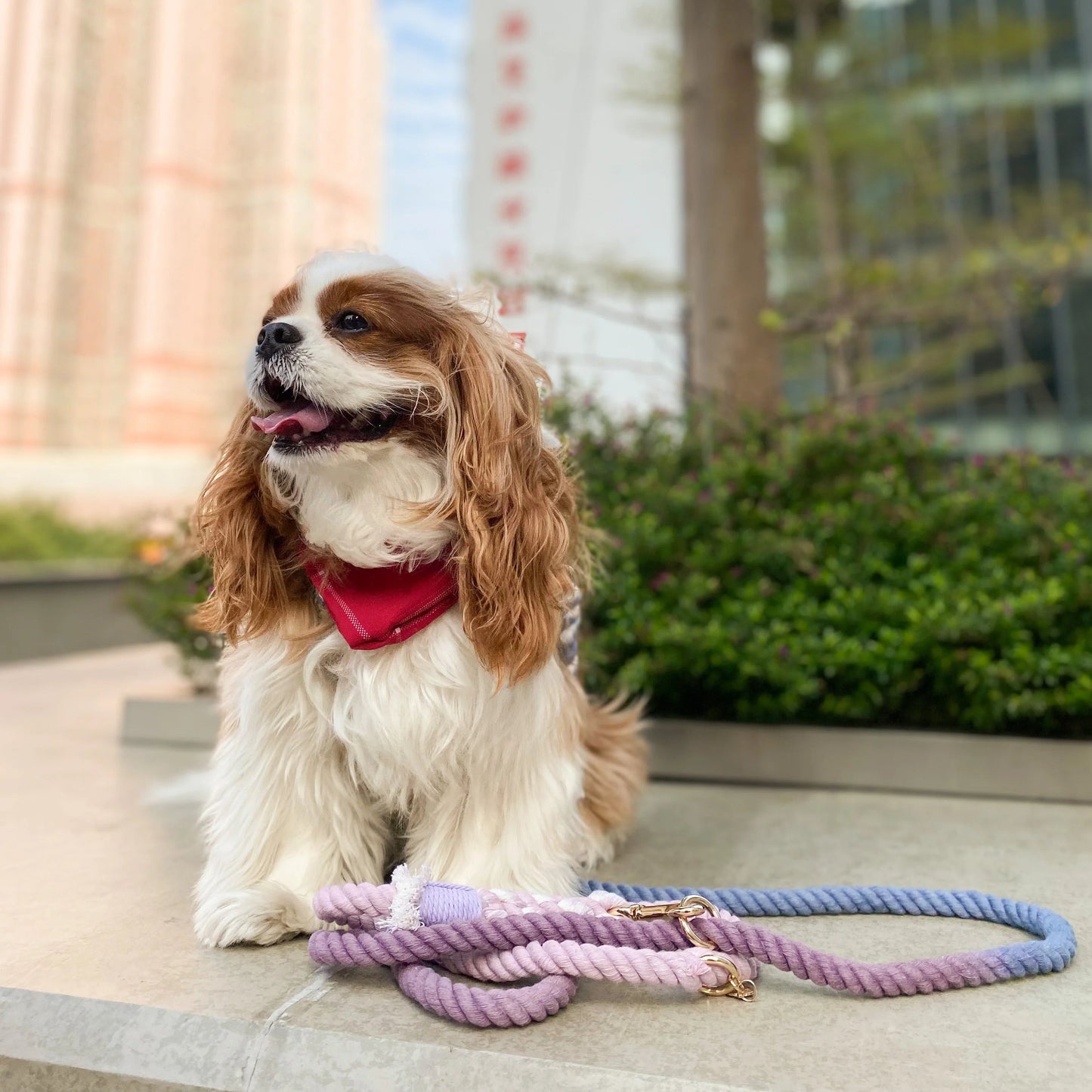 ROPE LEASH - BEAUTIFUL VIOLET