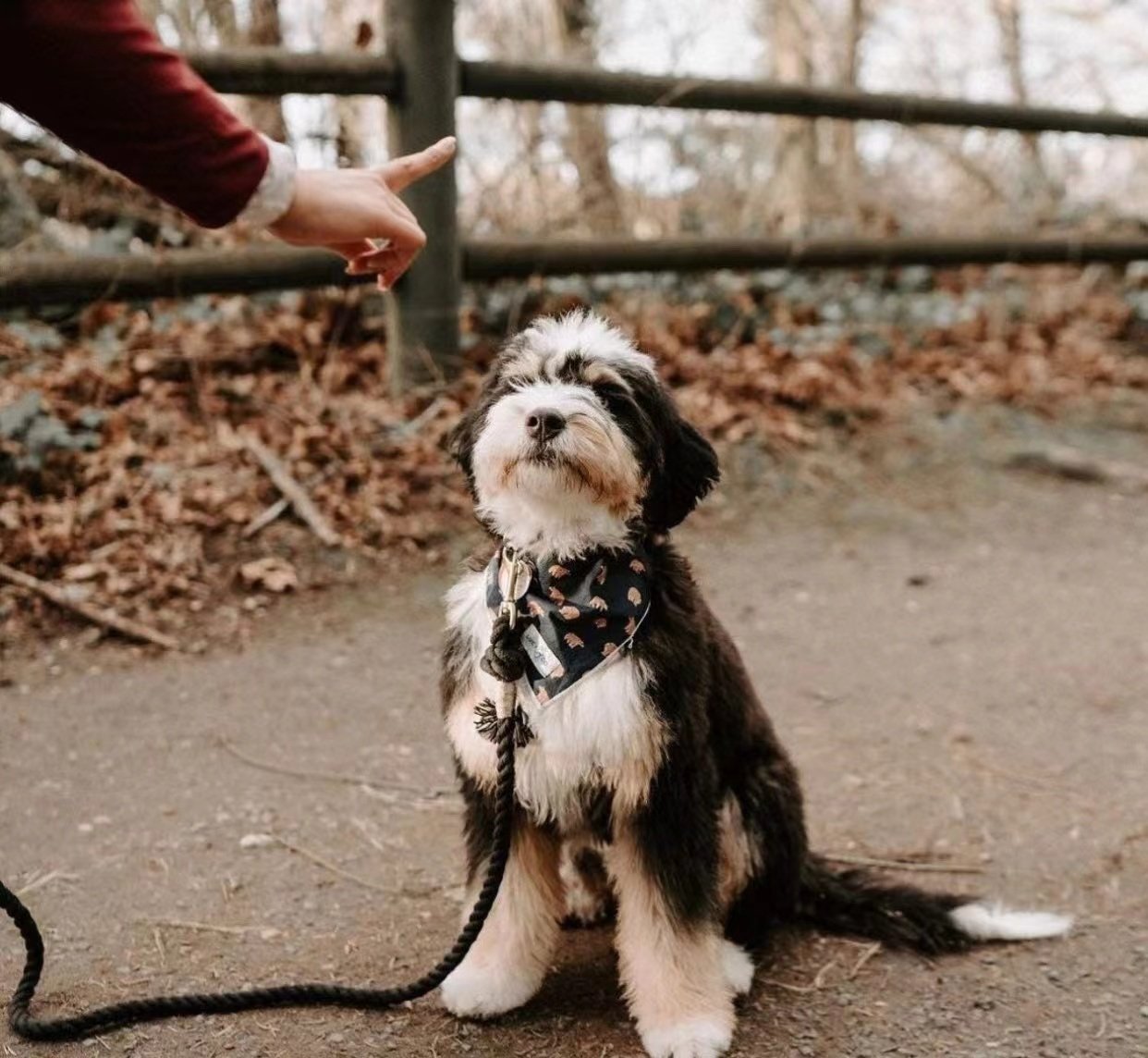 Dog Rope Leash - Caroline