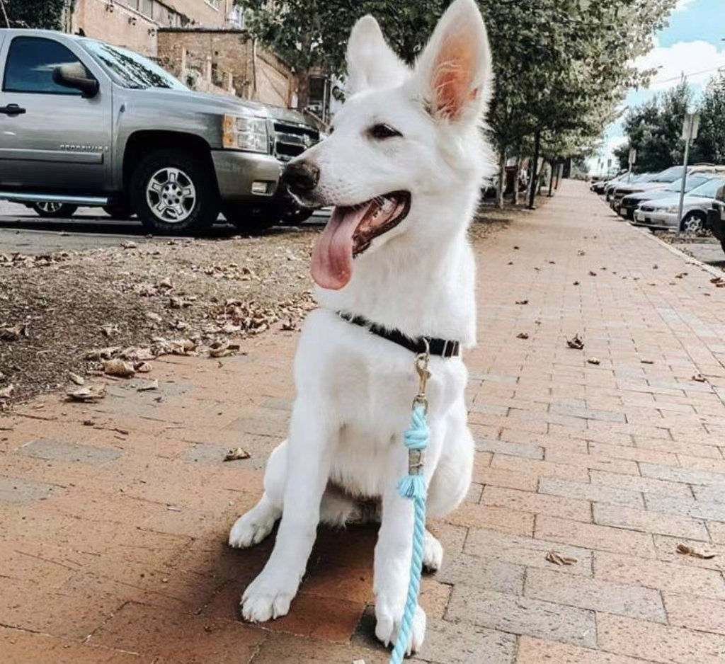 Dog Rope Leash - Charcoal